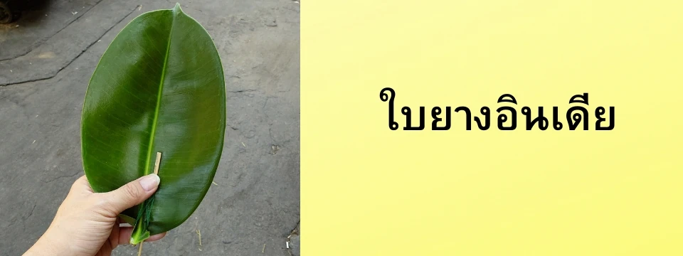 ใบยางอินเดีย