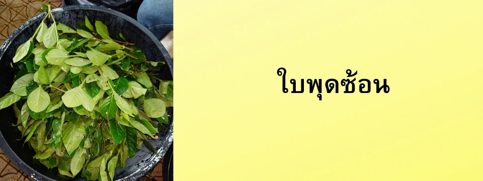 ใบพุดซ้อน